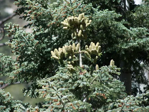 White Fir
