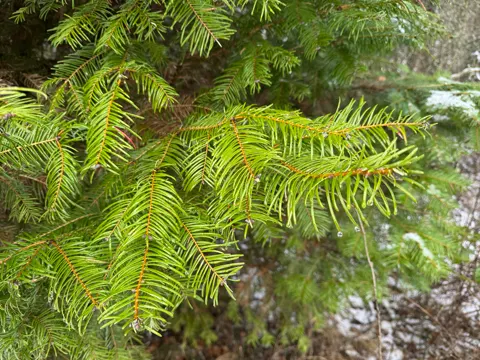 Grand Fir