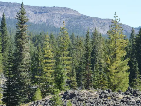 Subalpine Fir