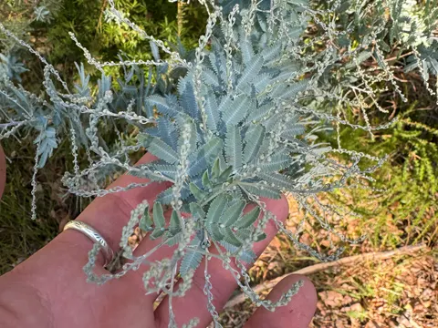 Cootamundra Wattle