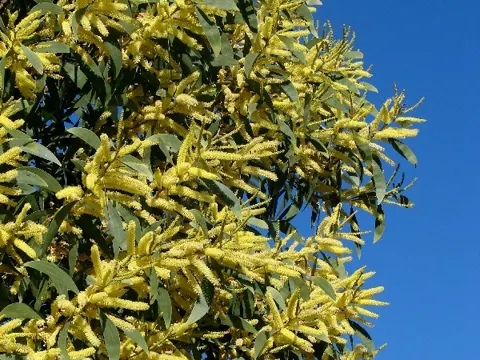 Black Wattle