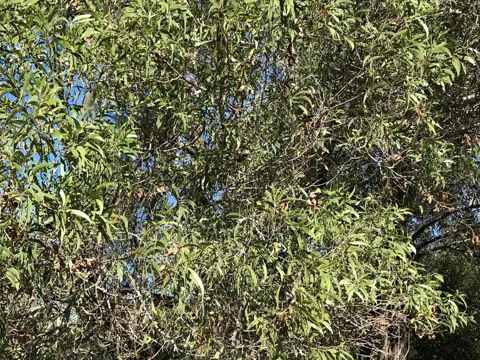 Acacia disparrima