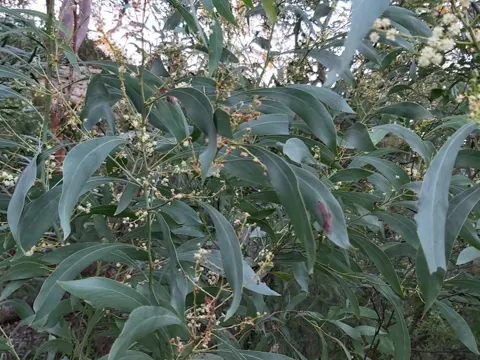 Burra Acacia