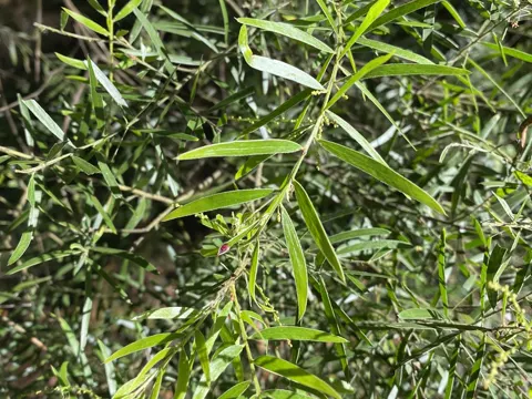Brisbane Wattle