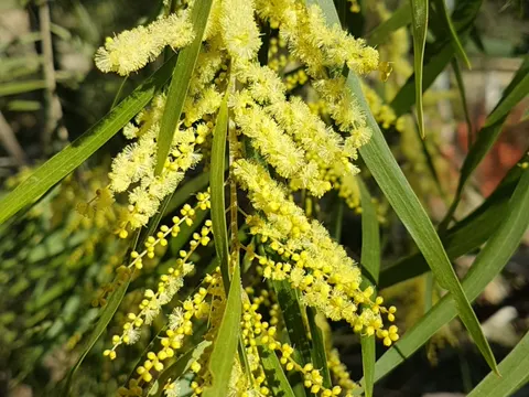 Acacia floribunda
