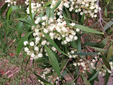Acacia implexa