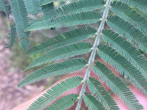 Green Wattle