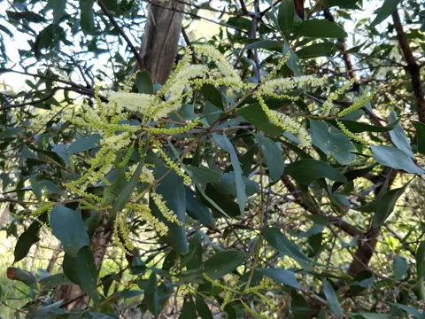 Acacia leiocalyx