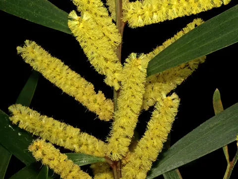 Sydney Golden Wattle