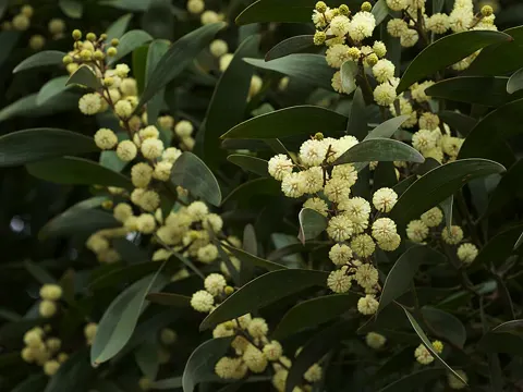 Blackwood Acacia