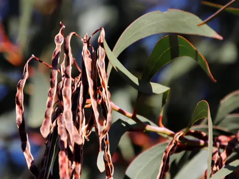 Golden Wattle