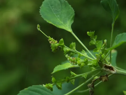 Indian Acalypha