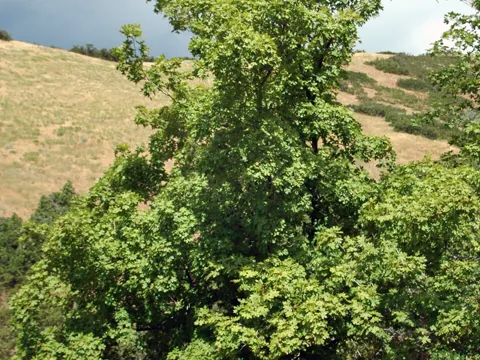 Bigtooth Maple