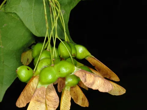 Black Maple