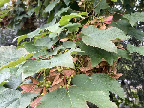 Sycamore