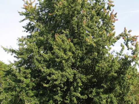 Silver Maple