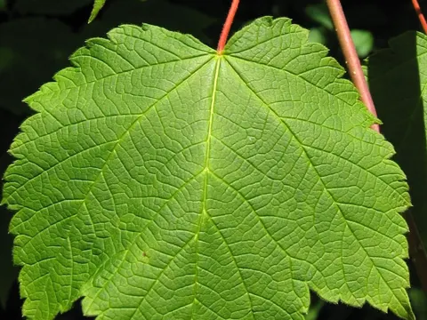 Moose Maple