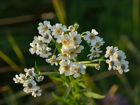 Sneezewort