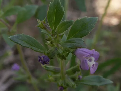 Basil Thyme