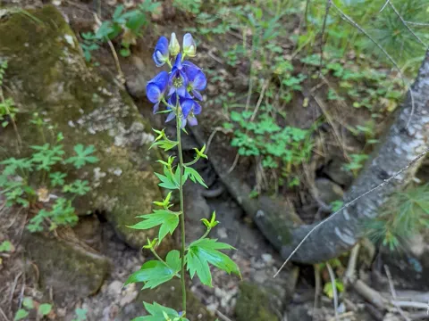Monkshood
