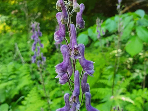 Northern Monkshood
