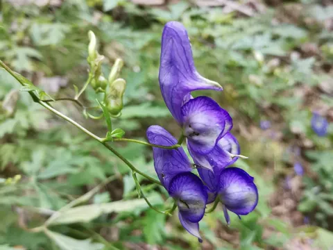 Manchurian Monkshood