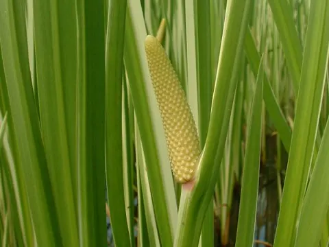 Sweetflag