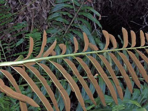 Giant Leather Fern