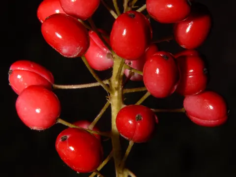 Red Baneberry