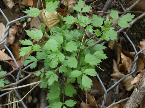 Baneberry