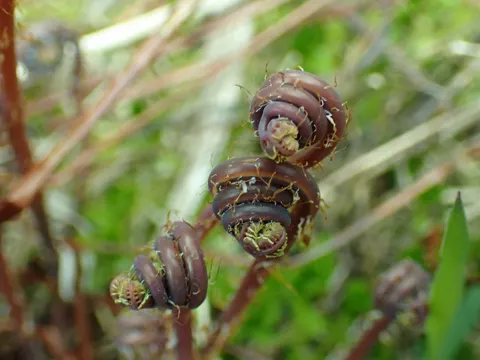 Aleutian Maidenhair Fern