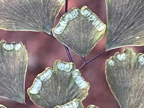Southern Maidenhair Fern