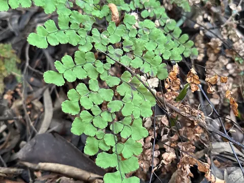 Chilean Maidenhair Fern