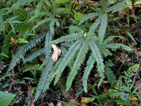 Rough Maidenhair
