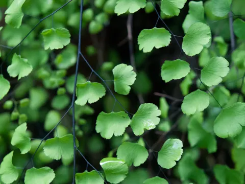California Maidenhair Fern