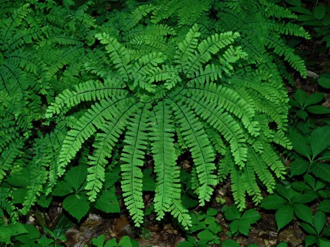 Maidenhair Fern