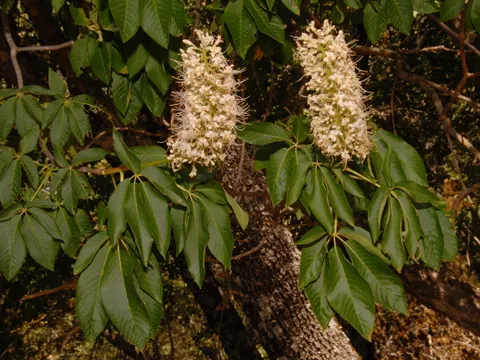 California Buckeye