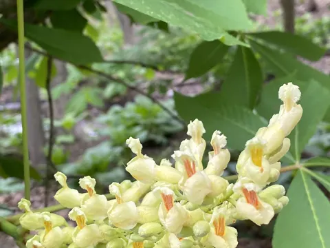 Yellow Buckeye