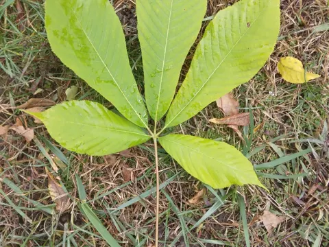Horse-chestnut