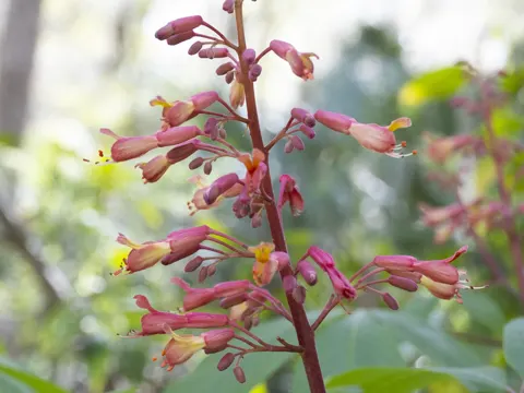 Red Buckeye
