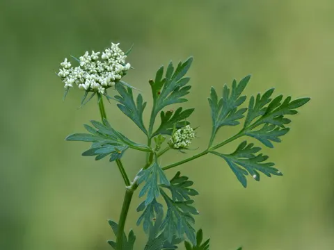 Fool's Parsley