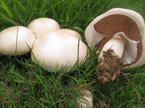 Horse Mushroom