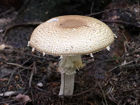 Prince Bolete