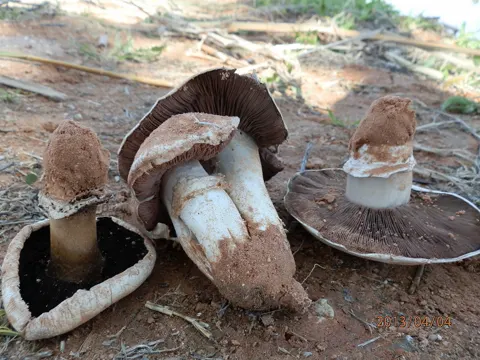 Pavement Mushroom