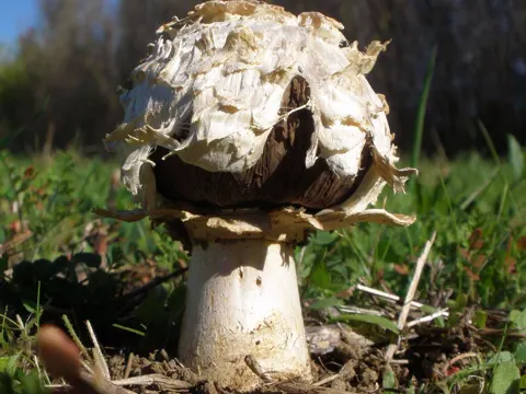 Desert Agaric