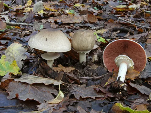 Inky Mushroom