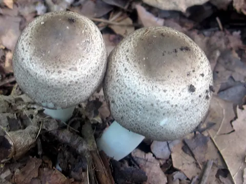 Inky Mushroom