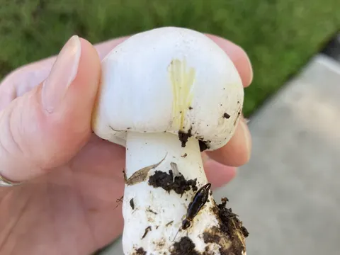 Yellow-staining Mushroom