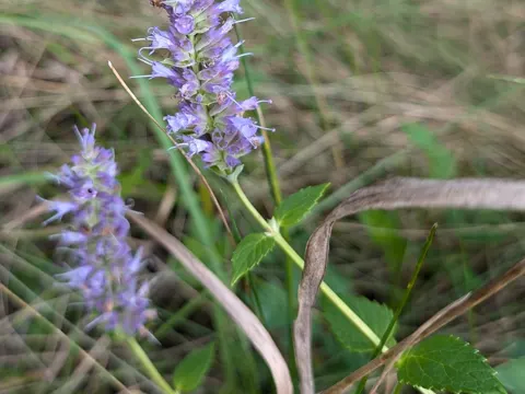 Anise Hyssop