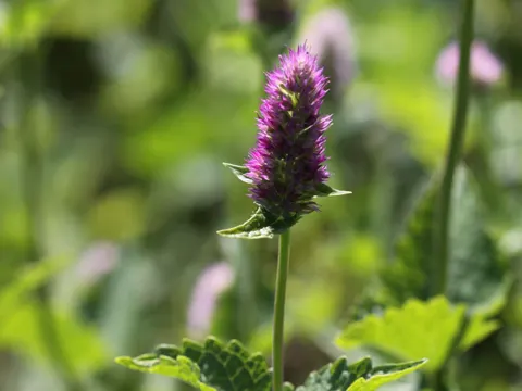 Nettle-leaved Hyssop